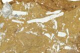 Ordovician Kukersite Oil Shale with Bryozoan Fossils - Russia #368952-1